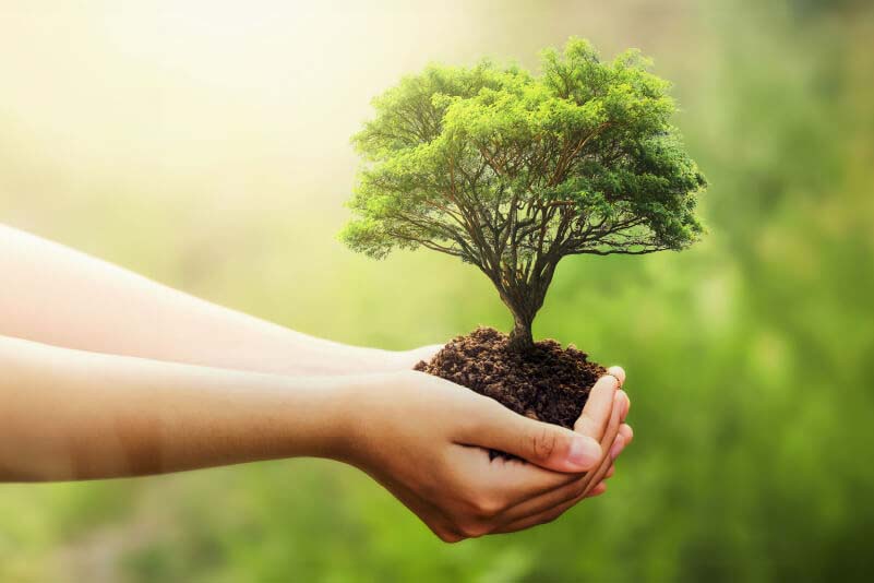 Umweltfreundlich – Bild von Händen, die eine Pflanze halten